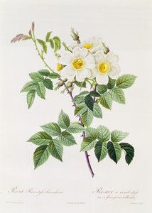 Rosa Brevistyla Leucochroa da Pierre Joseph Redouté